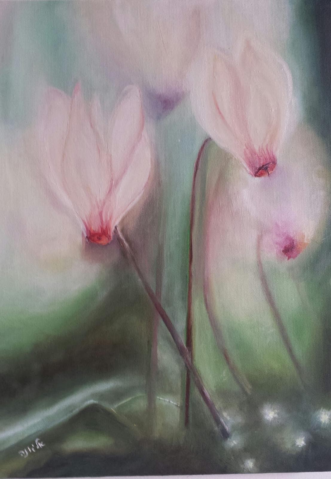 Cyclamen